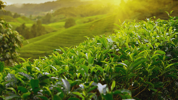 Top 10 Benefits of Green Tea – Health Program Reviews